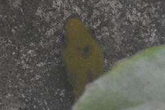 Gonatodes albogularis