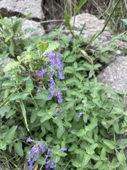 Hedeoma drummondii