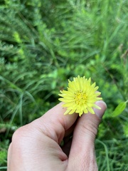 Pyrrhopappus carolinianus