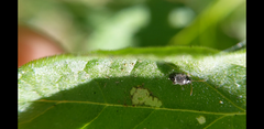 Chrysomeloidea