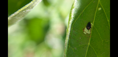Chrysomeloidea