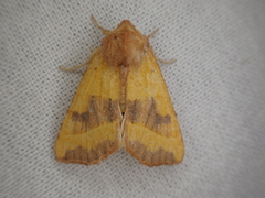 Atethmia centrago