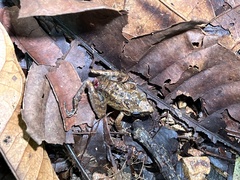 Pristimantis cruentus