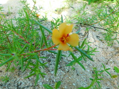Portulaca suffrutescens