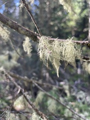 Letharia vulpina