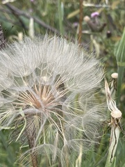 Tragopogon dubius
