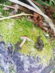 Pluteus longistriatus