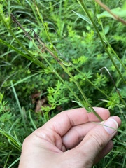 Pyrrhopappus carolinianus