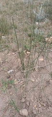 Juncus balticus