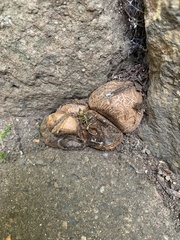 Pisolithus arhizus