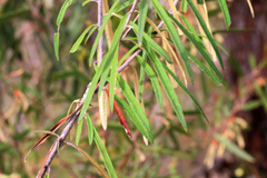 Astrotricha longifolia