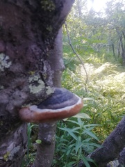 Phellinus igniarius