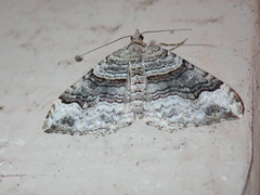 Xanthorhoe