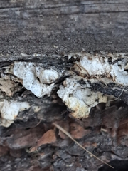 Fungi