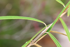 Astrotricha longifolia
