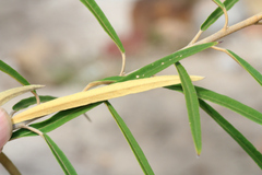 Astrotricha longifolia