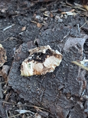 Fungi