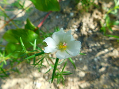 Portulaca