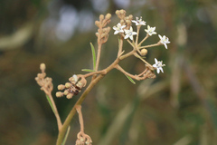 Astrotricha longifolia