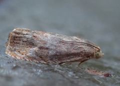 Cydia latiferreana