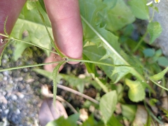 Galinsoga quadriradiata