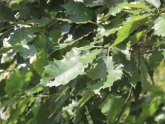 Quercus muehlenbergii