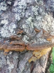 Phellinus nigricans