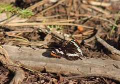 Limenitis lorquini