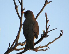 Turdus amaurochalinus