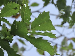 Quercus muehlenbergii