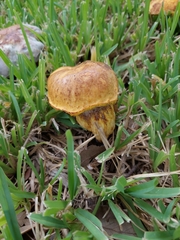 Pulchroboletus rubricitrinus