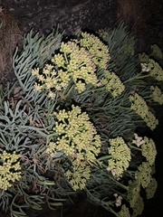 Crithmum maritimum
