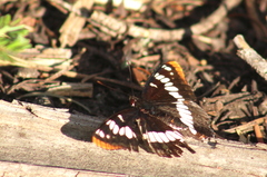 Limenitis lorquini