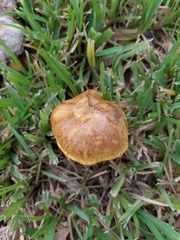 Pulchroboletus rubricitrinus