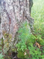Pinus sibirica