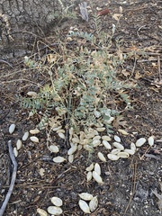 Astragalus douglasii