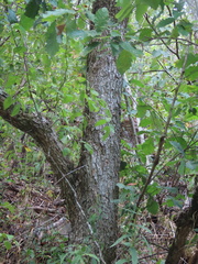 Quercus muehlenbergii