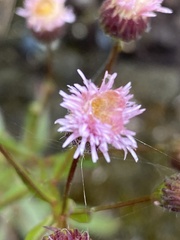 Erigeron acris