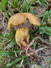 Pulchroboletus rubricitrinus