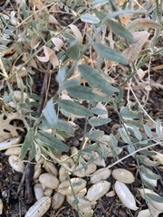 Astragalus douglasii