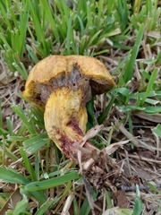 Pulchroboletus rubricitrinus