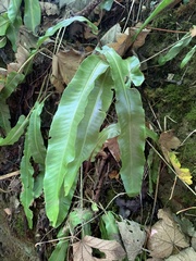 Asplenium scolopendrium