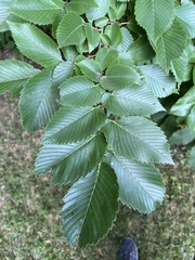 Ulmus