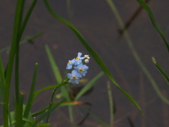 Myosotis scorpioides