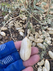 Astragalus douglasii