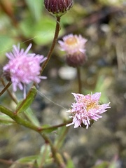 Erigeron acris