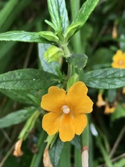 Diplacus aurantiacus