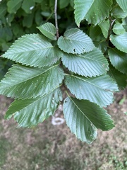 Ulmus