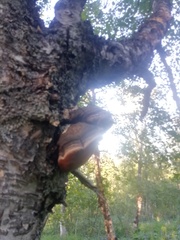 Inonotus hispidus