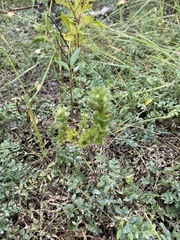 Euphrasia subarctica